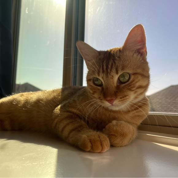 Meet your Posher, - Picture 2 of 13